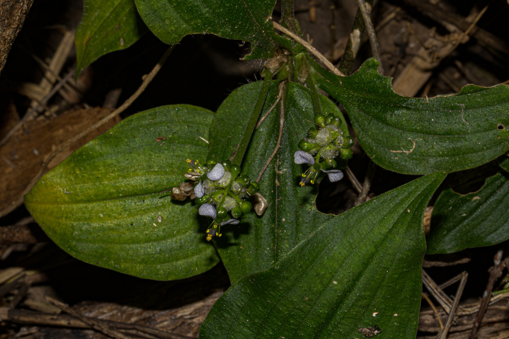 Aneilema pedunculosum