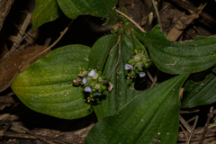 Image of Aneilema pedunculosum