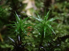 Polytrichastrum alpinum