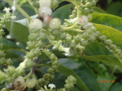 Heliotropium verdcourtii