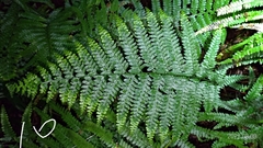 Microlepia strigosa