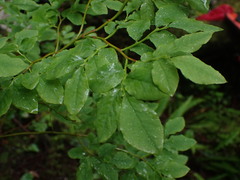 Vaccinium ovalifolium