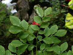Vaccinium ovalifolium
