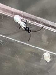 Microgastrinae