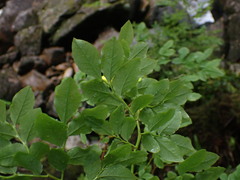 Vaccinium ovalifolium