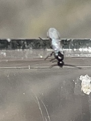 Microgastrinae