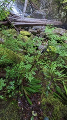 Vaccinium ovalifolium