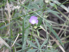 Sidalcea diploscypha