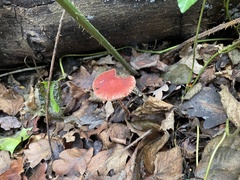 Leratiomyces ceres