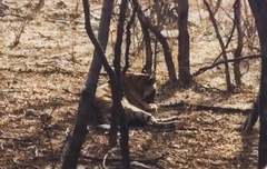 Panthera tigris tigris