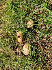 Calvatia cyathiformis