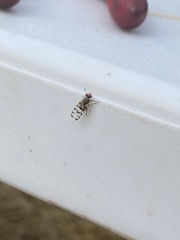 Pseudotephritina