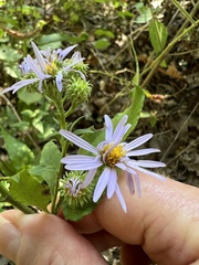 Symphyotrichum anomalum