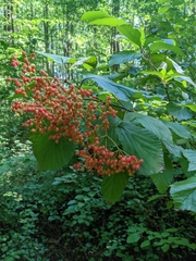 Viburnum dilatatum