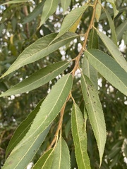 Salix alba