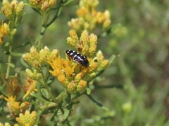 Acmaeodera gibbula