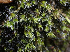 Racomitrium aciculare