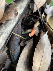 Leratiomyces ceres