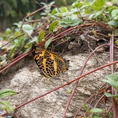 Symbrenthia niphanda