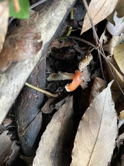 Leratiomyces ceres
