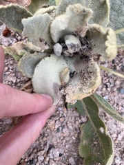 Paracorsia repandalis