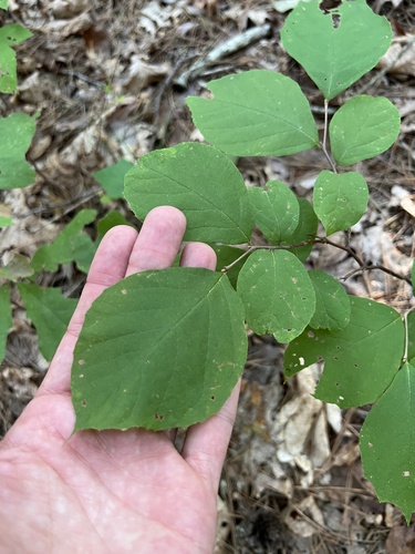 bigleaf snowbell (Styrax grandifolius)