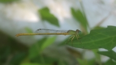Ceriagrion coromandelianum