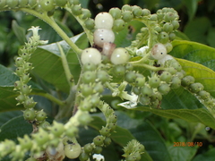 Heliotropium verdcourtii