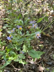 Symphyotrichum anomalum