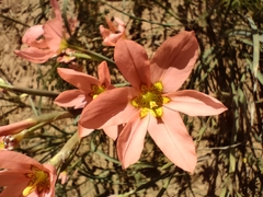 Moraea miniata