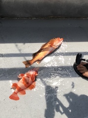 Sebastes rubrivinctus