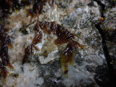 Hygrohypnum