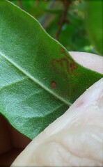 Stigmella betulicola