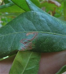 Stigmella betulicola