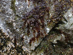 Hygrohypnum