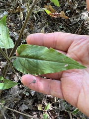 Symphyotrichum anomalum