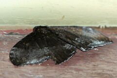 Cyclidia orciferaria