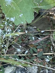 Eragrostis spectabilis