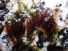 Hygrohypnum