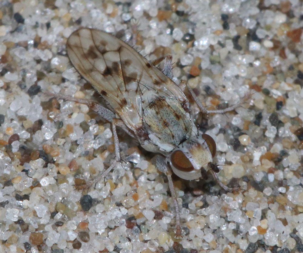 Anorostoma cinereum