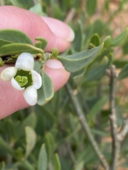 Montinia caryophyllacea