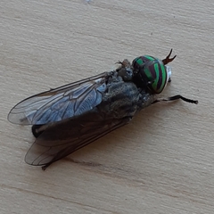 Tabanus nigrovittatus