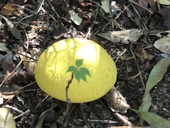 Aureoboletus auriflammeus