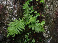 Oreopteris quelpartensis