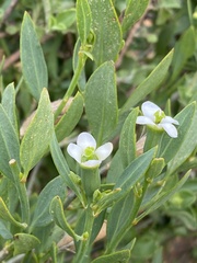 Montinia caryophyllacea