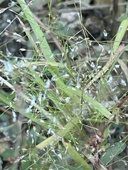 Eragrostis spectabilis