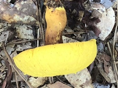 Aureoboletus auriflammeus