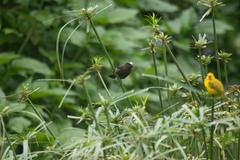Amblyospiza albifrons