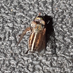 Tabanus nigrovittatus