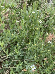 Montinia caryophyllacea